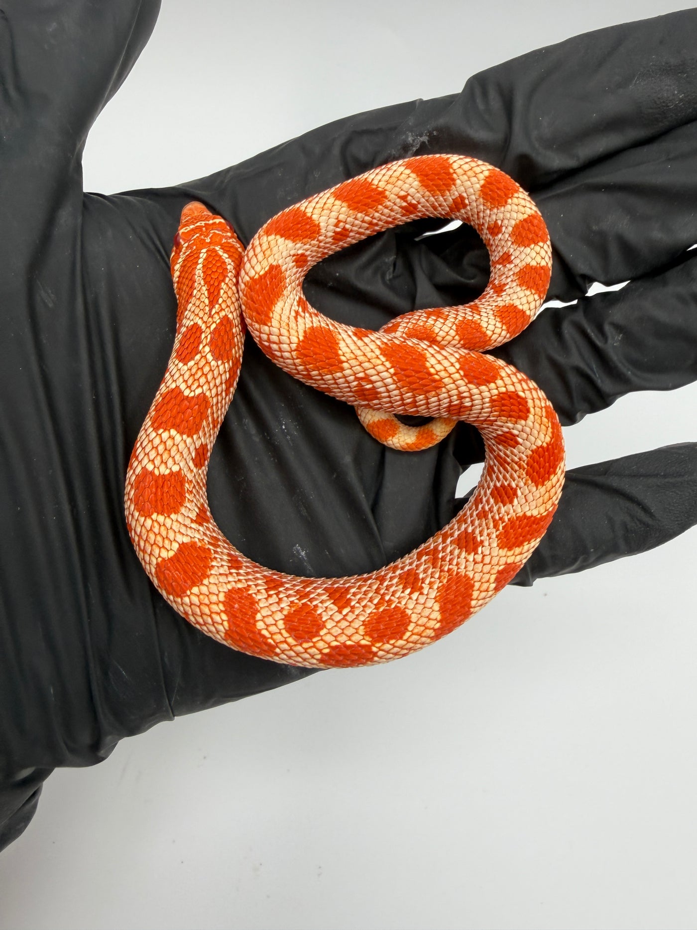 Albino Conda Western Hognose Baby