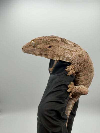 High-Color Isle of Pine Leachianus Gecko Male #111825-06