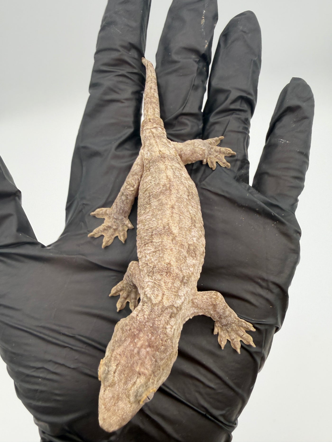 Isle of Pine Leachianus Gecko Male #111825-05