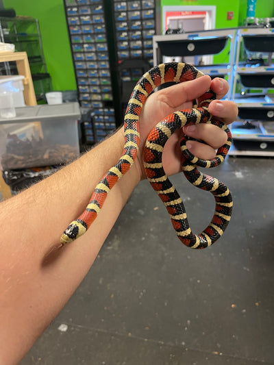 Arizona Mountain Kingsnake Adult