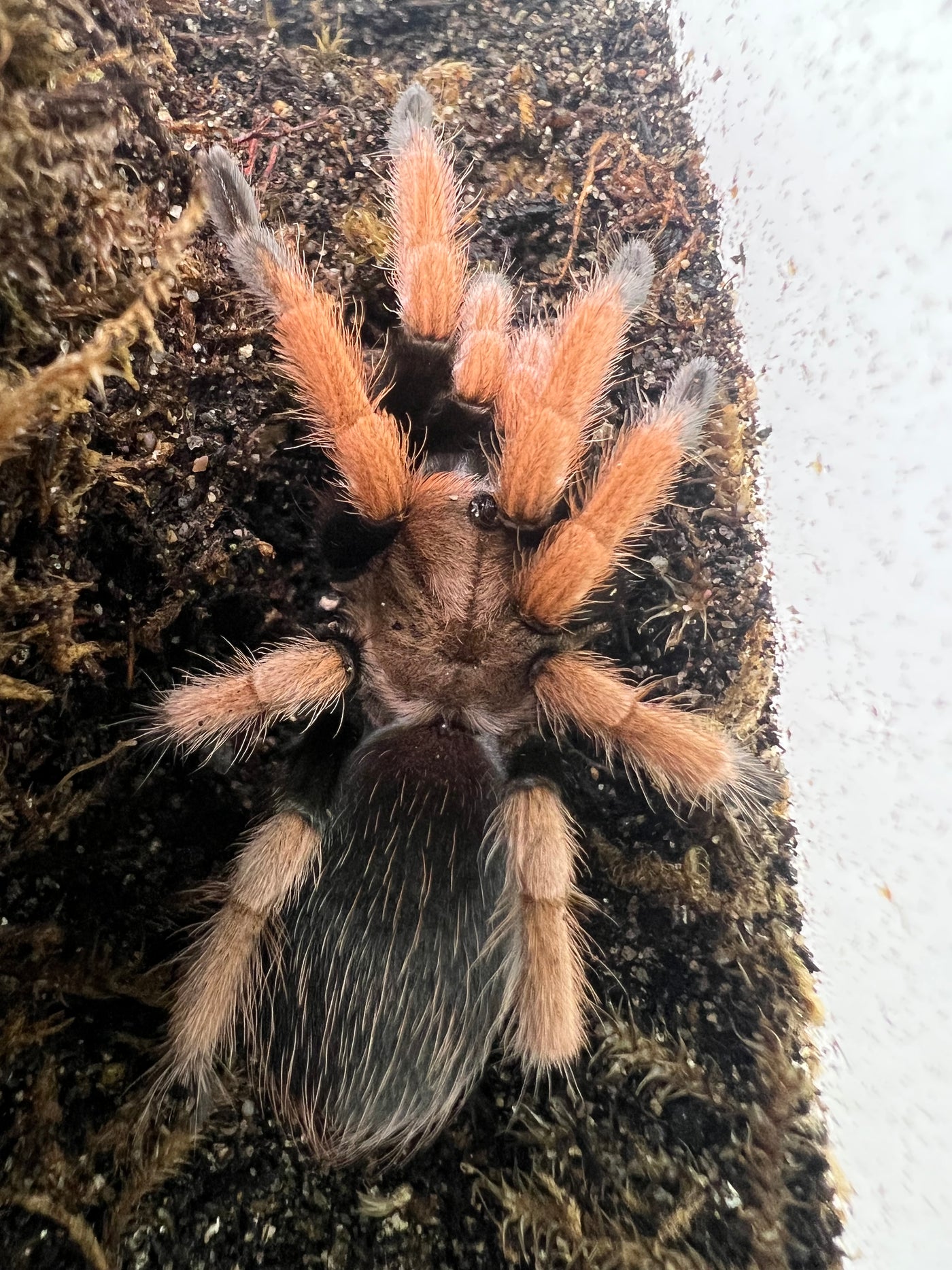 Mexican Red Knee Tarantula (Brachypelma hamorii )