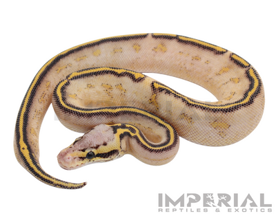 Pastel Highway Ball Python for sale, buy ball pythons online, reptiles for sale