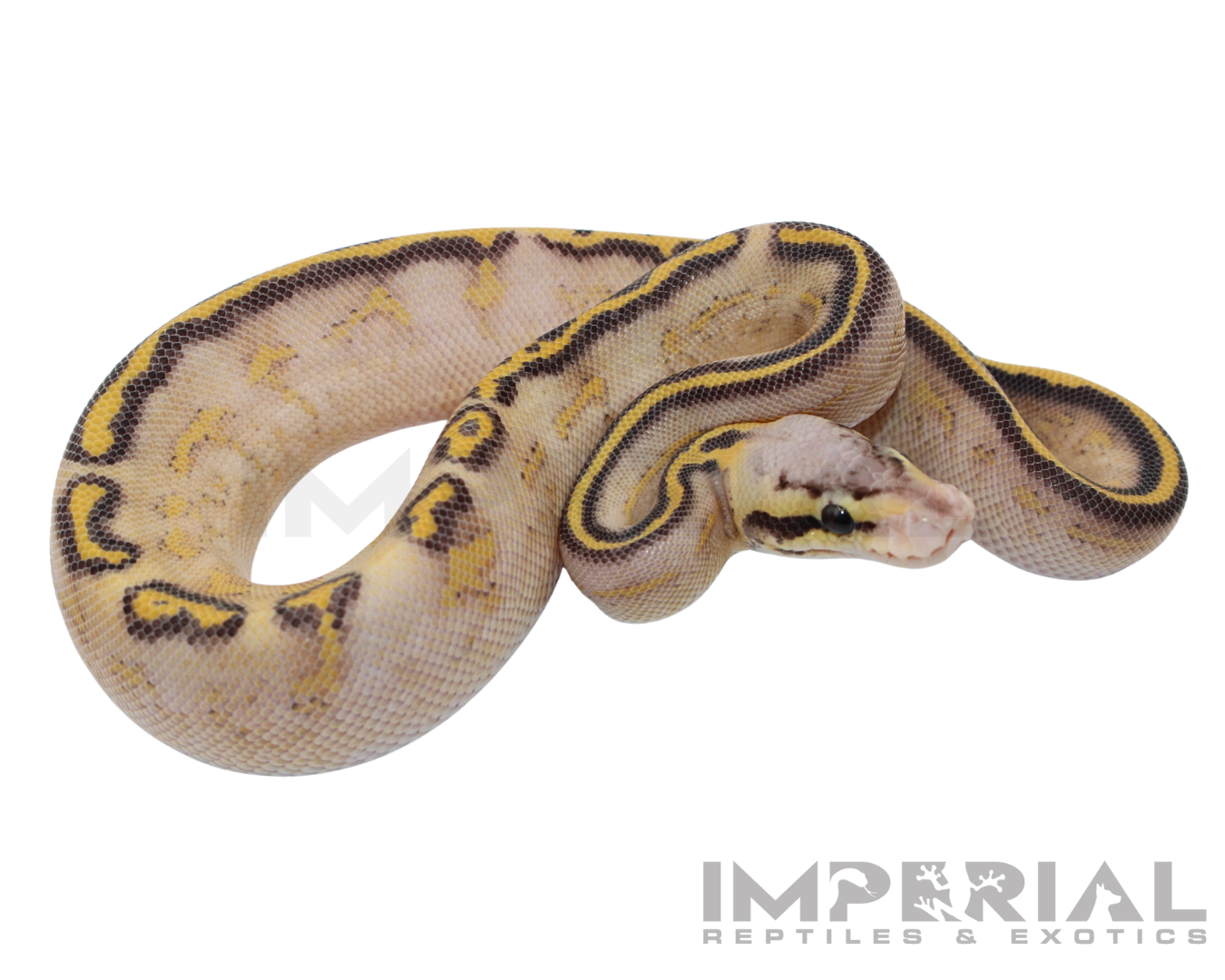 Pastel Highway Ball Python for sale, buy ball pythons online, reptiles for sale