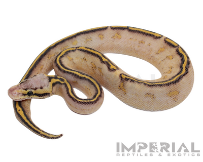 Pastel Highway Ball Python for sale, buy ball pythons online, reptiles for sale