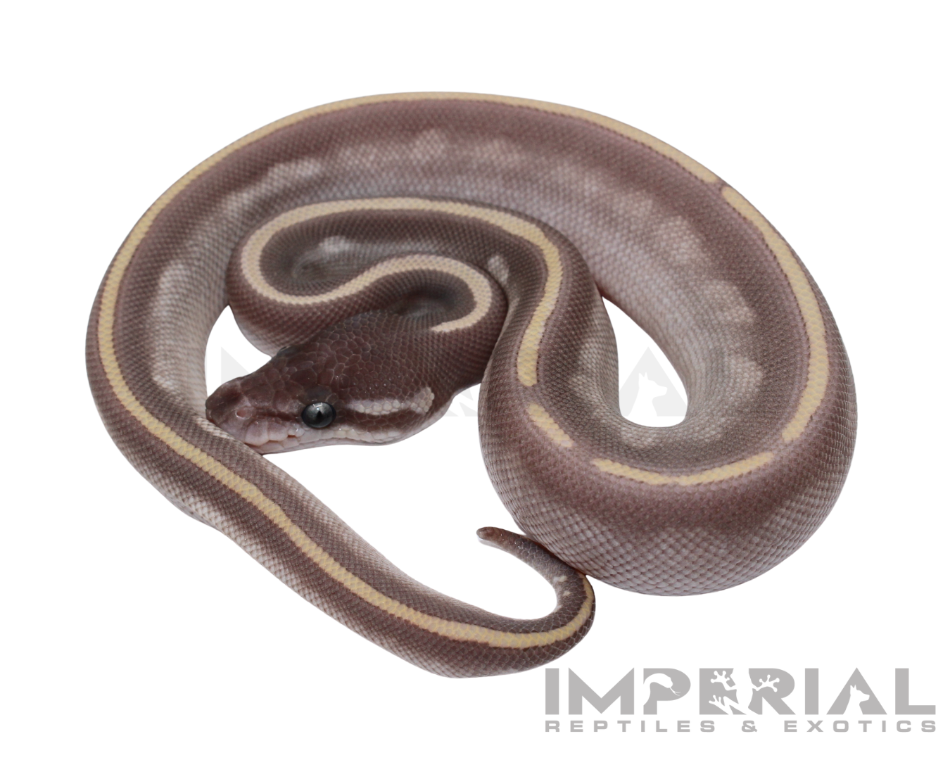 Purple Passion Ball Python for sale, buy ball pythons online, reptiles for sale