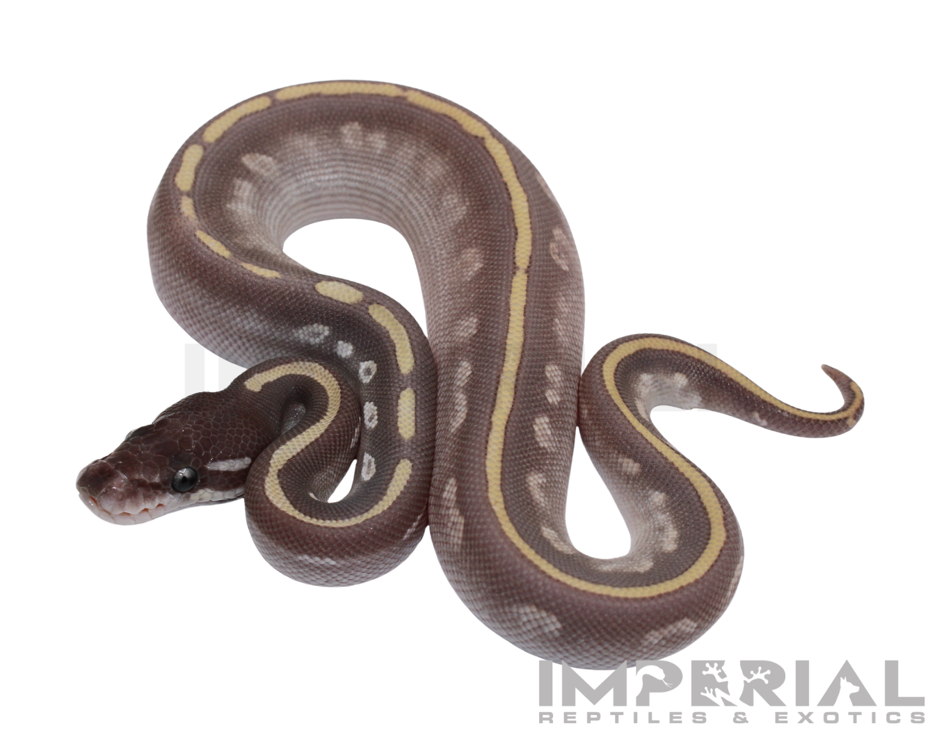 Purple Passion Ball Python for sale, buy ball pythons online, reptiles for sale