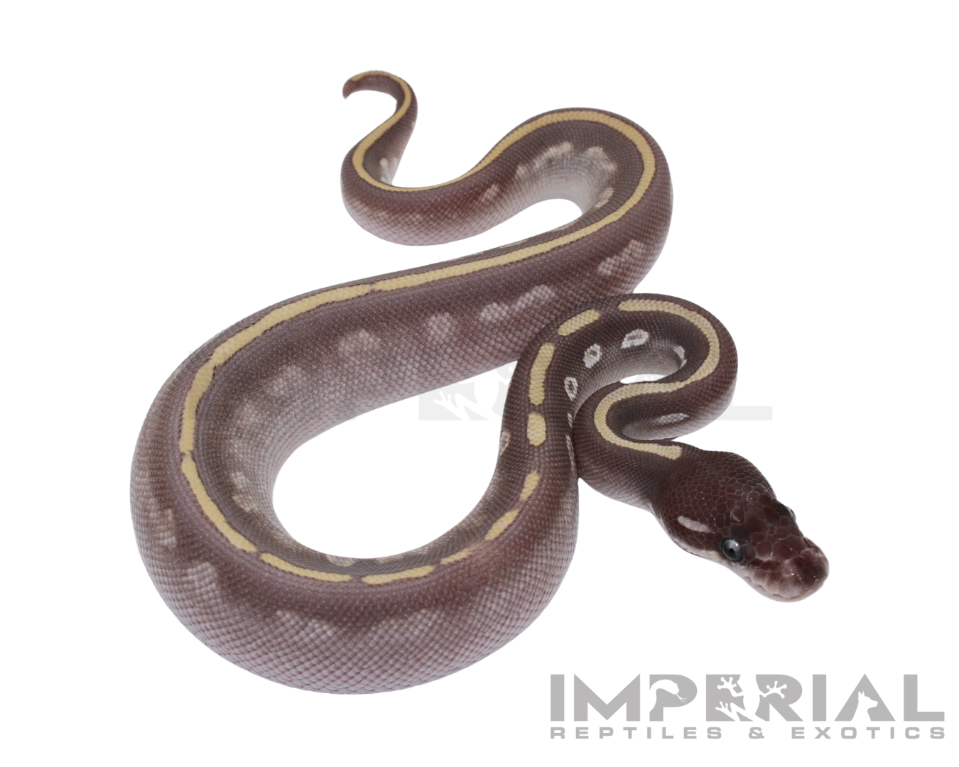 Purple Passion Ball Python for sale, buy ball pythons online, reptiles for sale