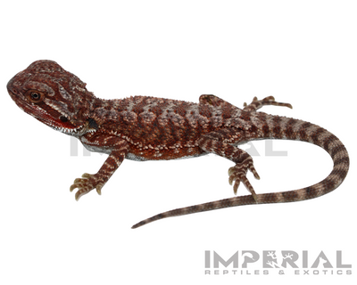 Hypo Red Monster Bearded Dragon for sale, buy bearded dragons online, reptiles for sale