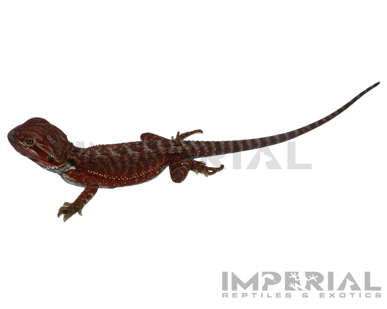 bearded monsters Hypo Red Monster Bearded Dragon Baby