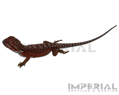 Hypo Red Monster Bearded Dragon for sale, buy bearded dragons online, reptiles for sale