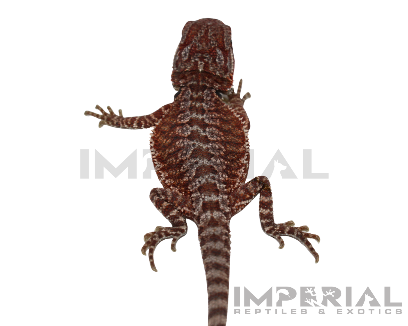 bearded monsters Hypo Red Monster Bearded Dragon Baby