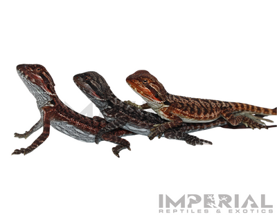 Red Monster Bearded Dragon for sale, buy bearded dragons online, reptiles for sale