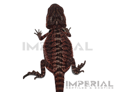 Red Monster Bearded Dragon for sale, buy bearded dragons online, reptiles for sale