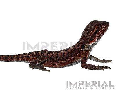 Red Monster Bearded Dragon for sale, buy bearded dragons online, reptiles for sale