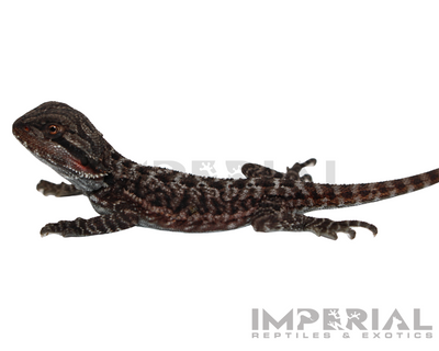 Red Monster Bearded Dragon for sale, buy bearded dragons online, reptiles for sale