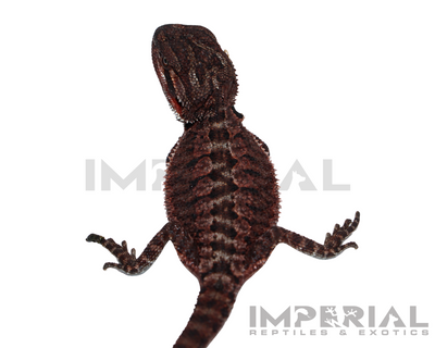 Red Monster Bearded Dragon for sale, buy bearded dragons online, reptiles for sale