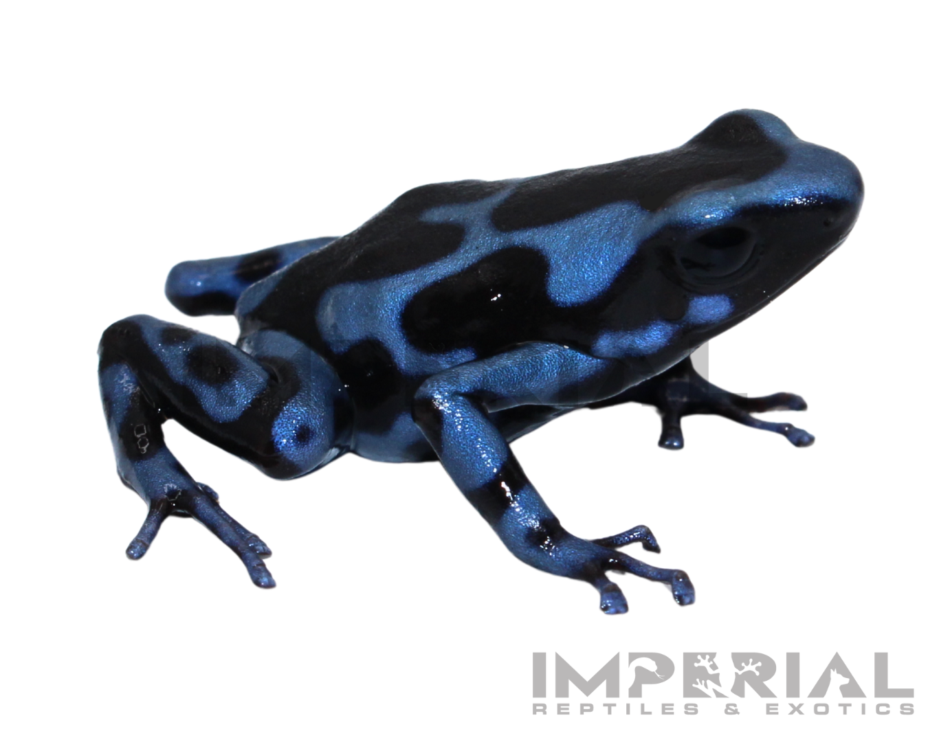 Panamanian Blue and Black Dart Frog for sale, buy dart  frog online, reptiles for sale, buy animals online