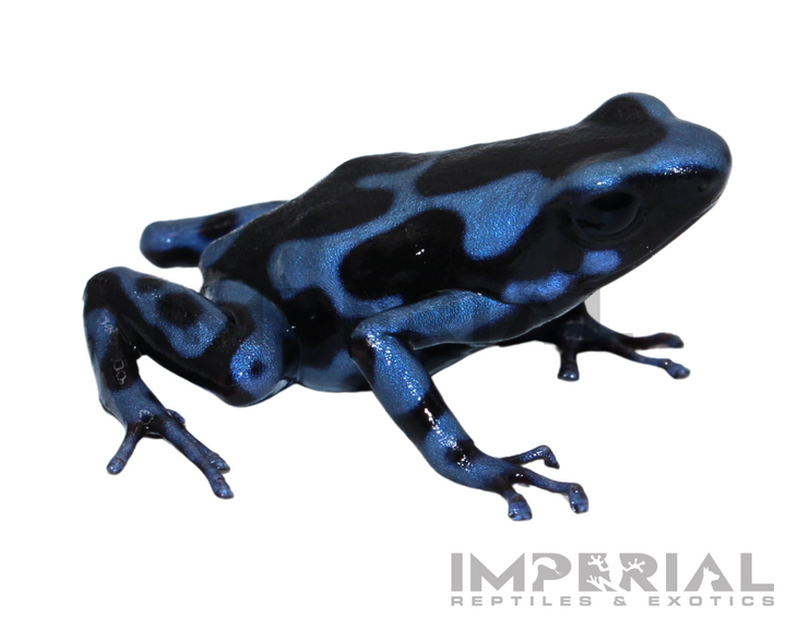 Dendrobates auratus 'Panamanian Blue & Black' | CB Dart Frogs For