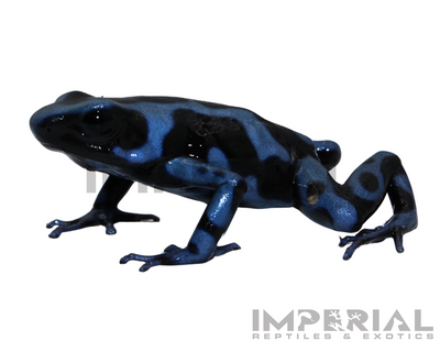 Panamanian Blue and Black Dart Frog for sale, buy dart frog online, reptiles for sale, buy animals online