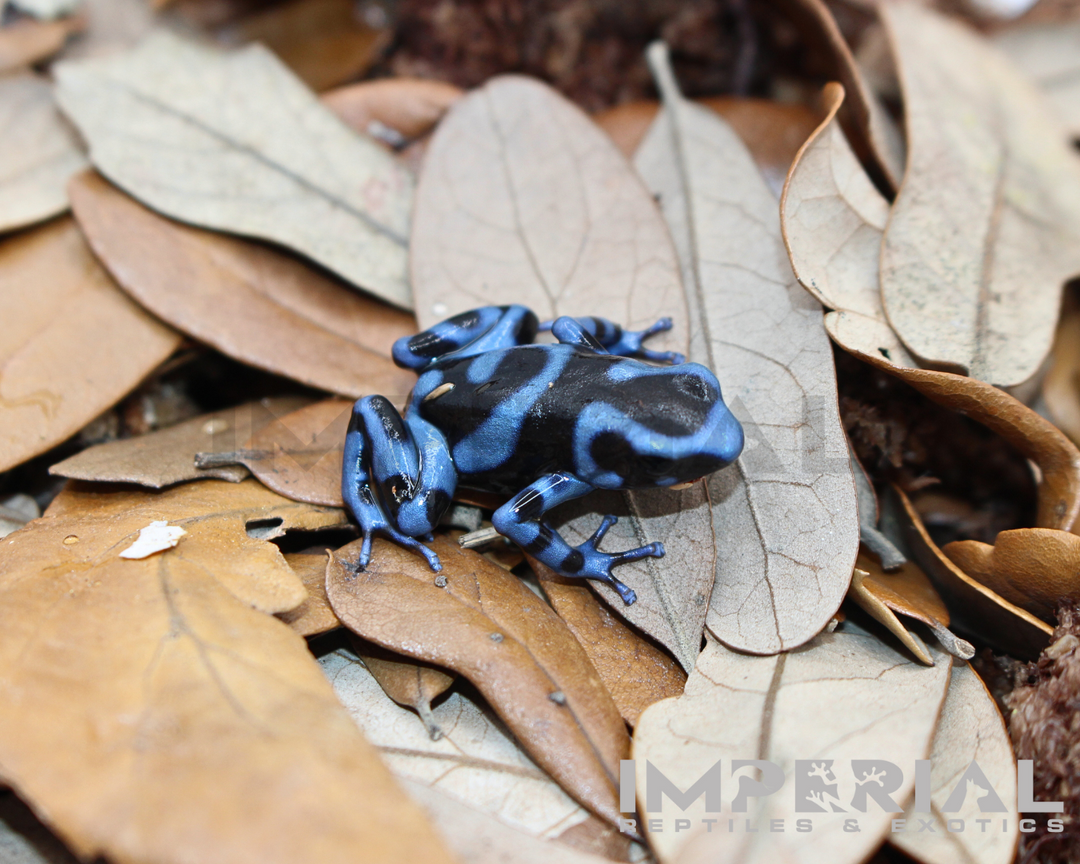 Dendrobates auratus 'Panamanian Blue & Black' | CB Dart Frogs For