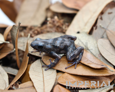 Rio Cascajal Dart Frog for sale, buy dart  frog online, reptiles for sale, buy animals online