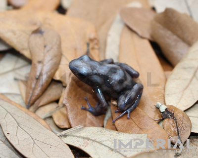 Rio Cascajal Dart Frog for sale, buy dart  frog online, reptiles for sale, buy animals online