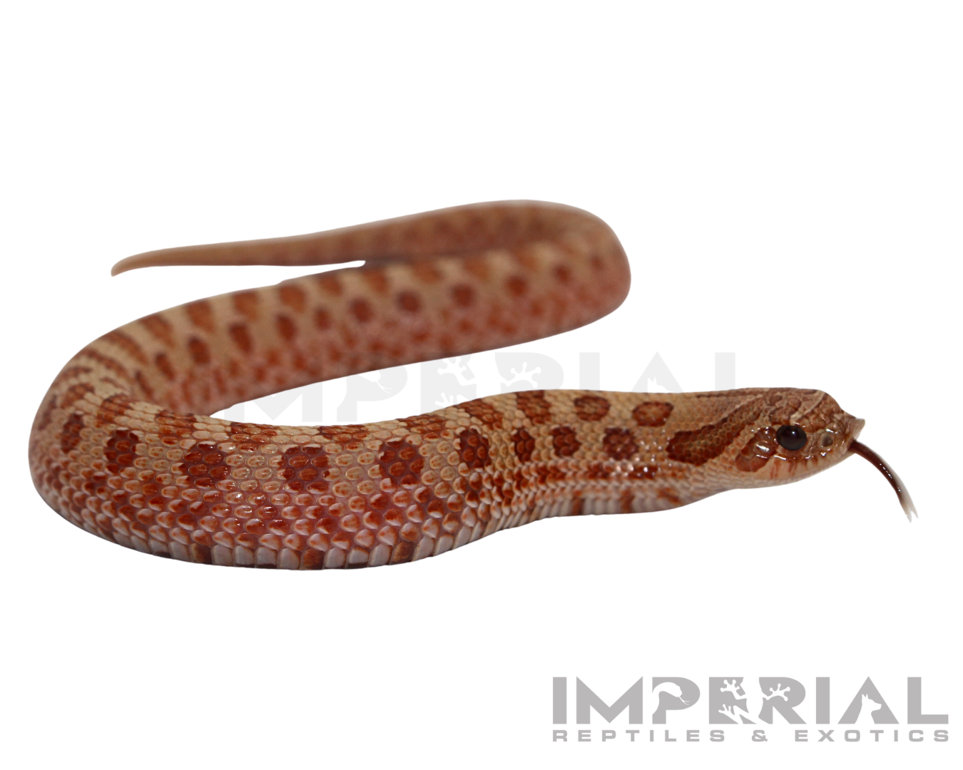 Mai Tai Western Hognose for sale, buy western hognose online, reptiles for sale, buy animals online