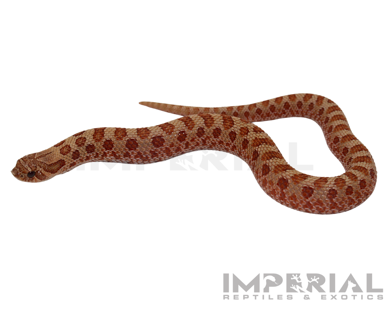 Mai Tai Western Hognose for sale, buy western hognose online, reptiles for sale, buy animals online