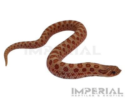 Mai Tai Western Hognose for sale, buy western hognose online, reptiles for sale, buy animals online