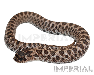 Super Arctic Western Hognose for sale, buy western hognose online, reptiles for sale, buy animals online