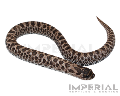 Super Arctic Western Hognose for sale, buy western hognose online, reptiles for sale, buy animals online