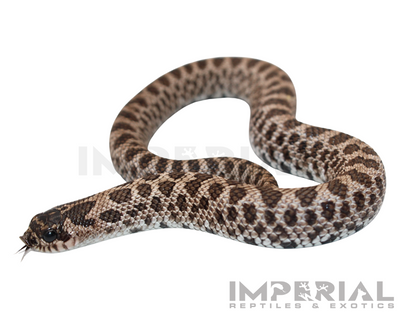 Super Arctic Western Hognose for sale, buy western hognose online, reptiles for sale, buy animals online