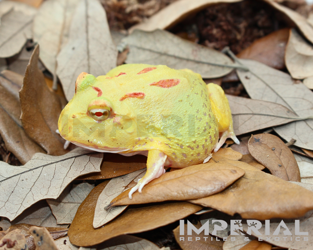 Key-Lime PacMan Frog For Sale | Imperial Reptiles – IMPERIAL