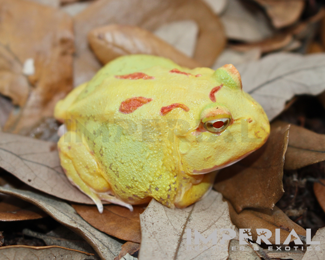 Key-Lime PacMan Frog For Sale | Imperial Reptiles – IMPERIAL