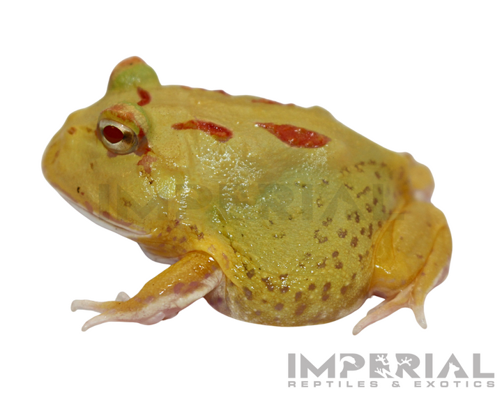 Key-Lime PacMan Frog For Sale | Imperial Reptiles – IMPERIAL