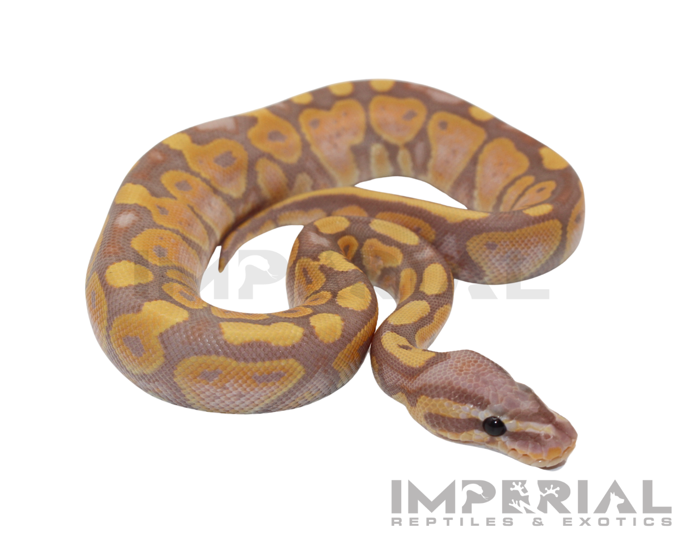Banana Ball Python for sale, buy ball pythons online, reptiles for sale, buy animals online