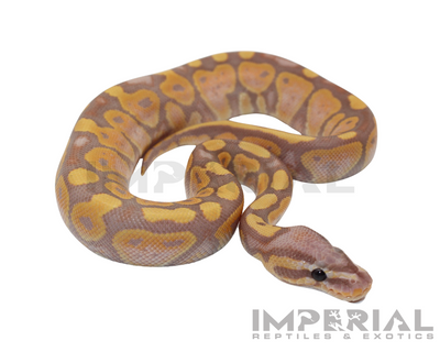 Banana Ball Python for sale, buy ball pythons online, reptiles for sale, buy animals online