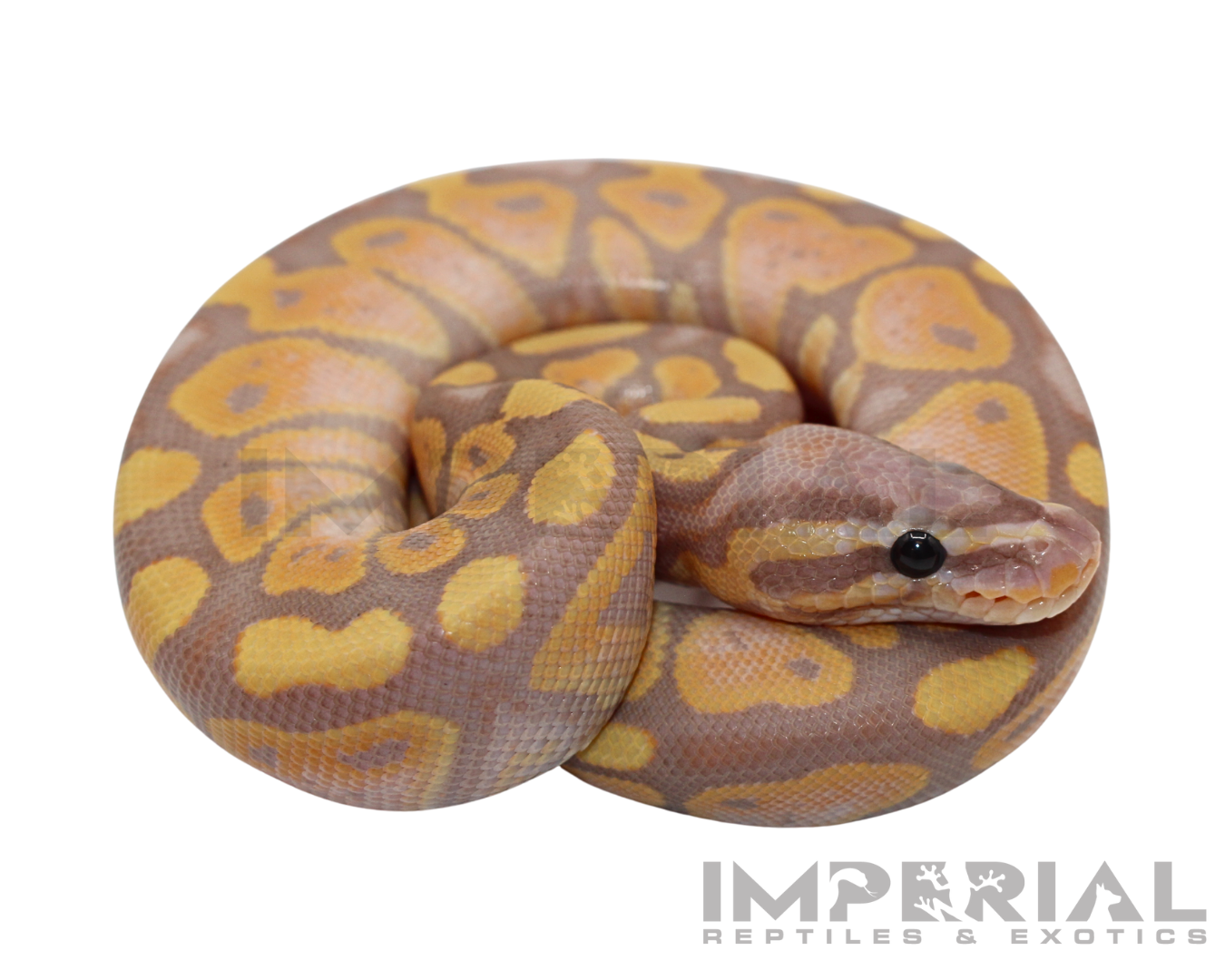 Banana Ball Python for sale, buy ball pythons online, reptiles for sale, buy animals online