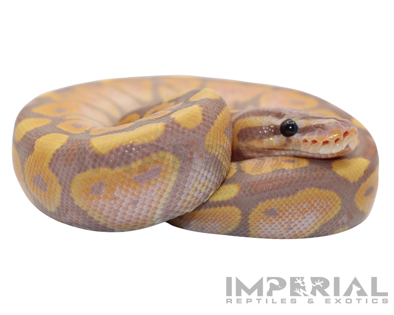 Banana Ball Python for sale, buy ball pythons online, reptiles for sale, buy animals online