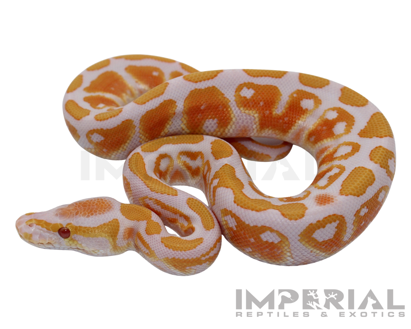 Lavender Albino Ball Python for sale, buy ball pythons online, reptiles for sale, buy animals online