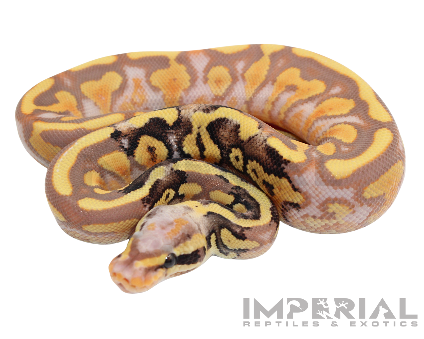 Paradox Banana Mojave Ball Python for sale, buy ball pythons online, reptiles for sale, buy animals online