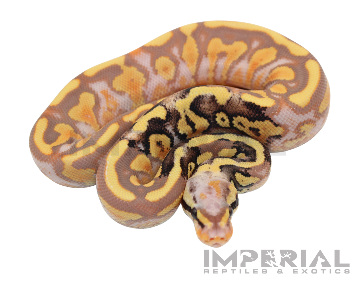 Paradox Banana Mojave Ball Python for sale, buy ball pythons online, reptiles for sale, buy animals online