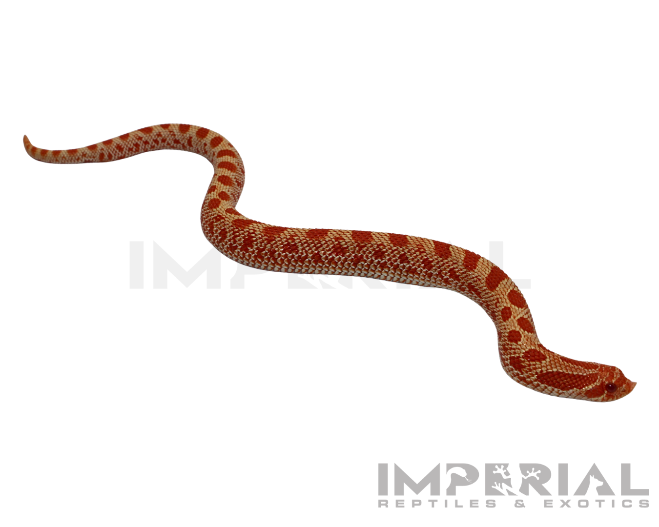 Albino Conda Western Hognose for sale, buy western hognose online, reptiles for sale, buy animals online