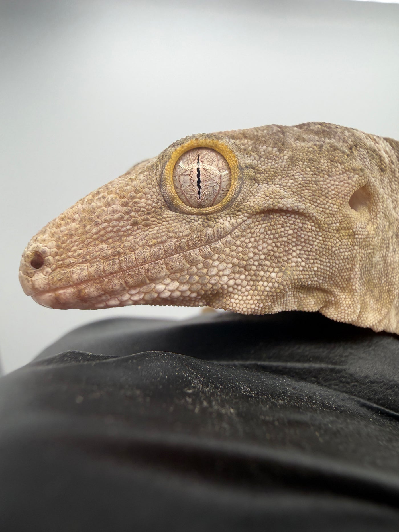 Isle of Pine Leachianus Gecko Male #111825-05