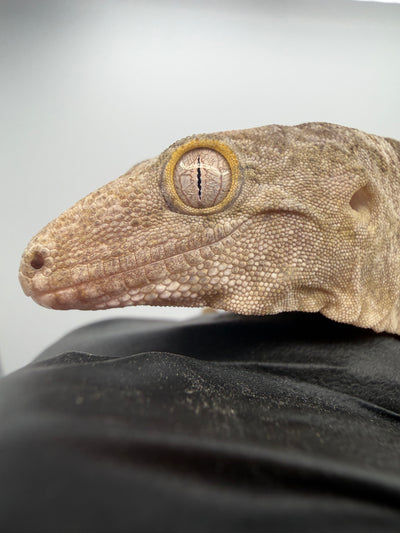 Isle of Pine Leachianus Gecko Male #111825-05