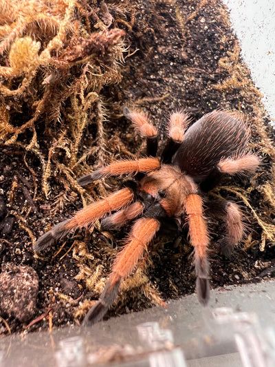 Mexican Red Knee Tarantula (Brachypelma hamorii )