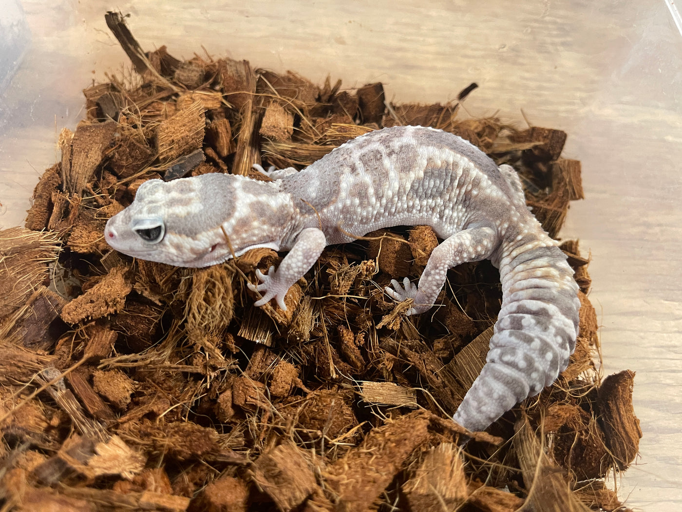 Whiteout Ghost African Fat Tail Gecko Adult