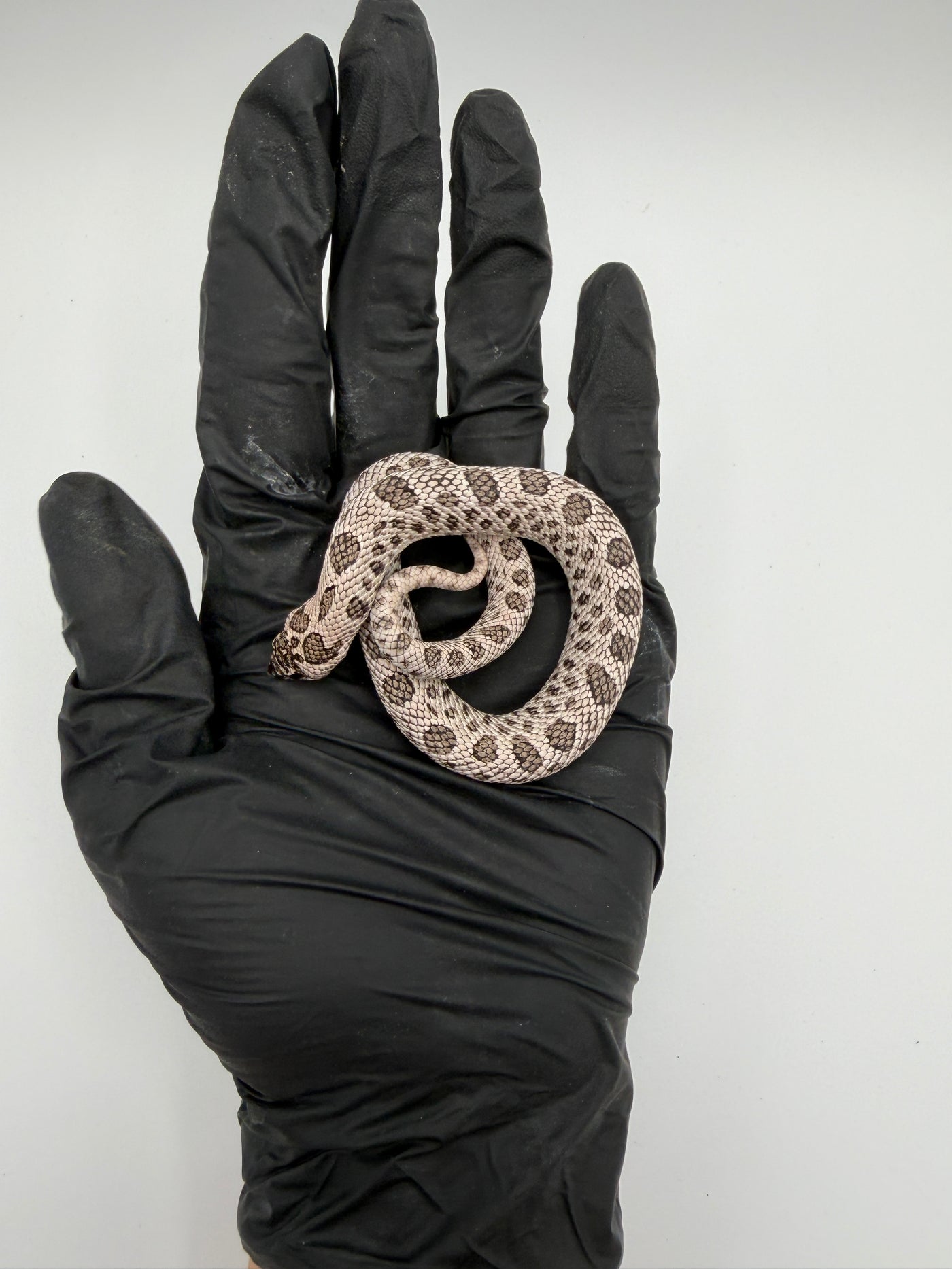 Super Arctic Western Hognose Baby