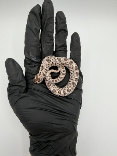 Super Arctic Western Hognose Baby