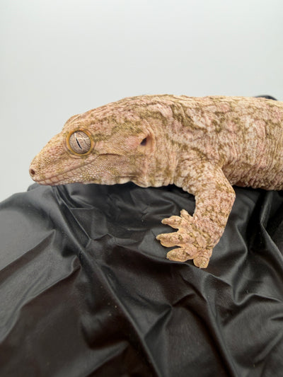 High-Color Isle of Pine Leachianus Gecko Male #111825-06